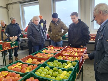 Aus einer Vielzahl von Sortenneuheiten gilt es bei der Sortenpr�fung und angeschlossener Verkostung interessante Neuheiten f�r das Anbausortiment herauszufiltern.