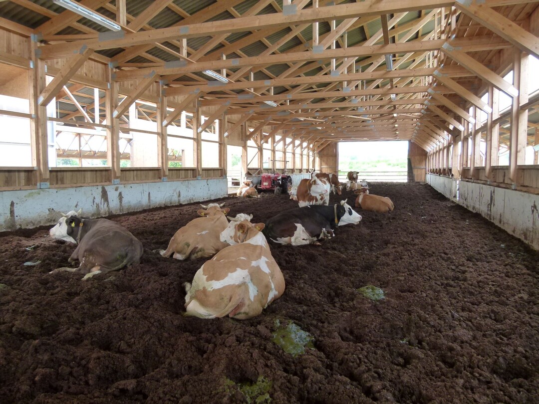 Gemütlich liegen: Die Kompostliegefläche auf dem Betrieb Stehle.