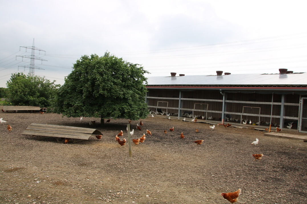 In einem gut strukturierten Auslauf mit Bäumen, Sträuchern und Unterständen finden die Tiere Schutz vor Beutegreifern und Hitze.