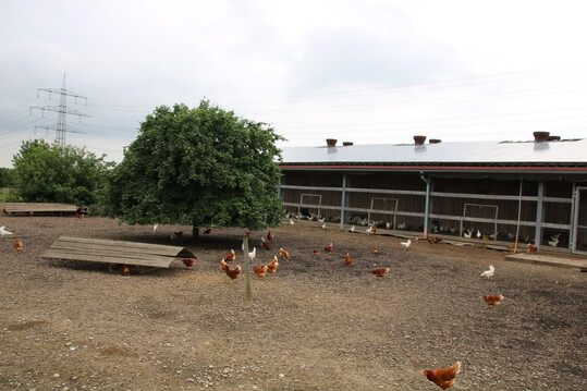 In einem gut strukturierten Auslauf mit Bäumen, Sträuchern und Unterständen finden die Tiere Schutz vor Beutegreifern und Hitze.