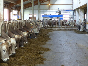 Damit die Kühe regelmäßig in den Roboter von Ortmanns gehen, begrenzt Fridolin Ortmann die täglichen Weidezeiten. "Dann funktioniert es problemlos", sagt der Landwirt.