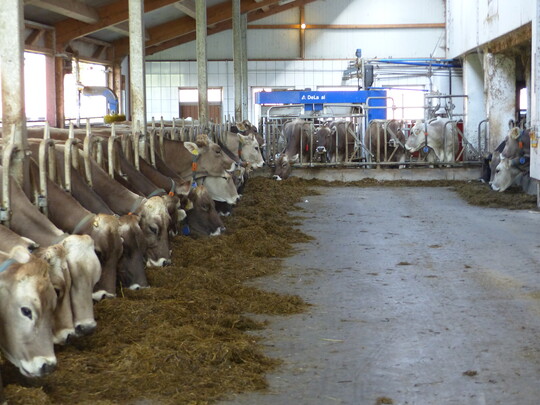 Damit die K�he regelm��ig in den Roboter von Ortmanns gehen, begrenzt Fridolin Ortmann die t�glichen Weidezeiten. "Dann funktioniert es problemlos", sagt der Landwirt.