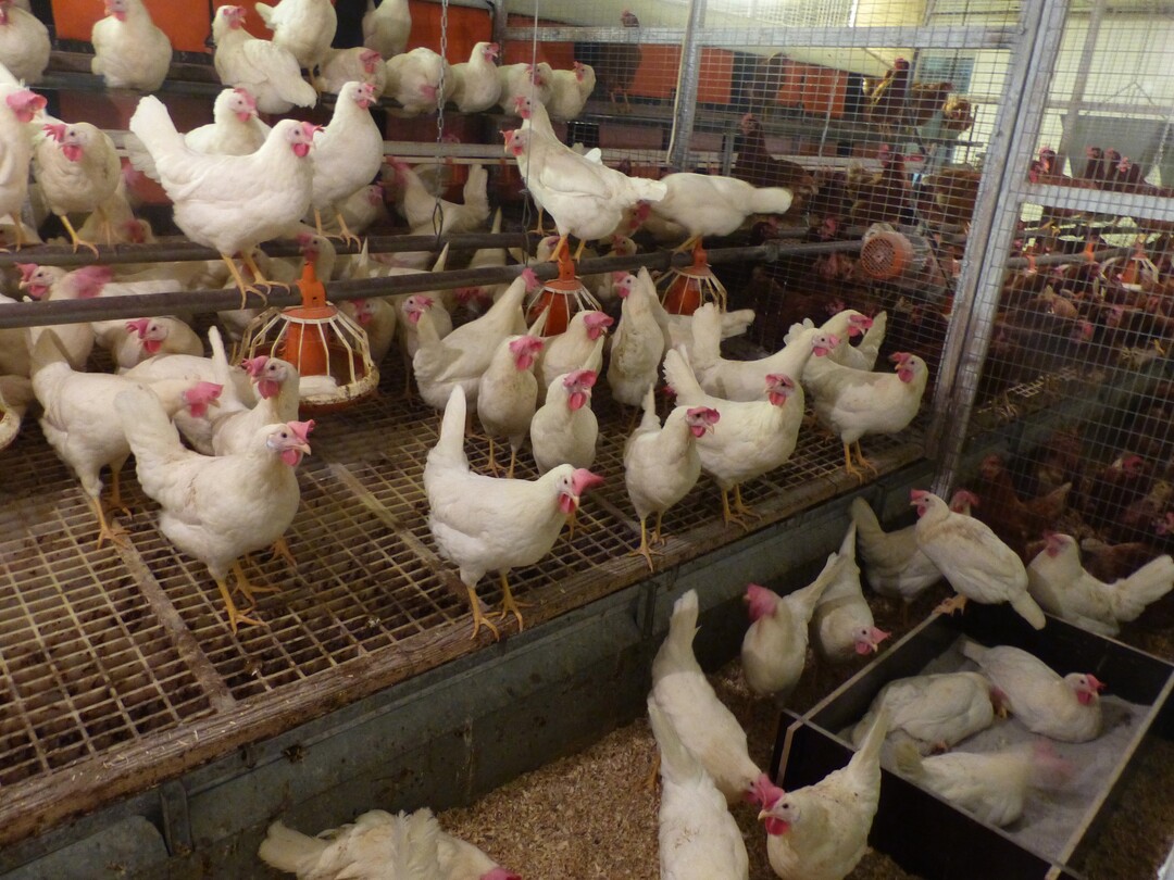 Alle Abteile der Legehennen beim 13. Bayerischen Herkunftsvergleich am Lehr-, Versuchs- und Fachzentrum (LVFZ) für Geflügelhaltung Kitzingen waren mit Staubbädern mit Gesteinsmehl und feinem Flusssand und mit Picksteinen ausgestattet.