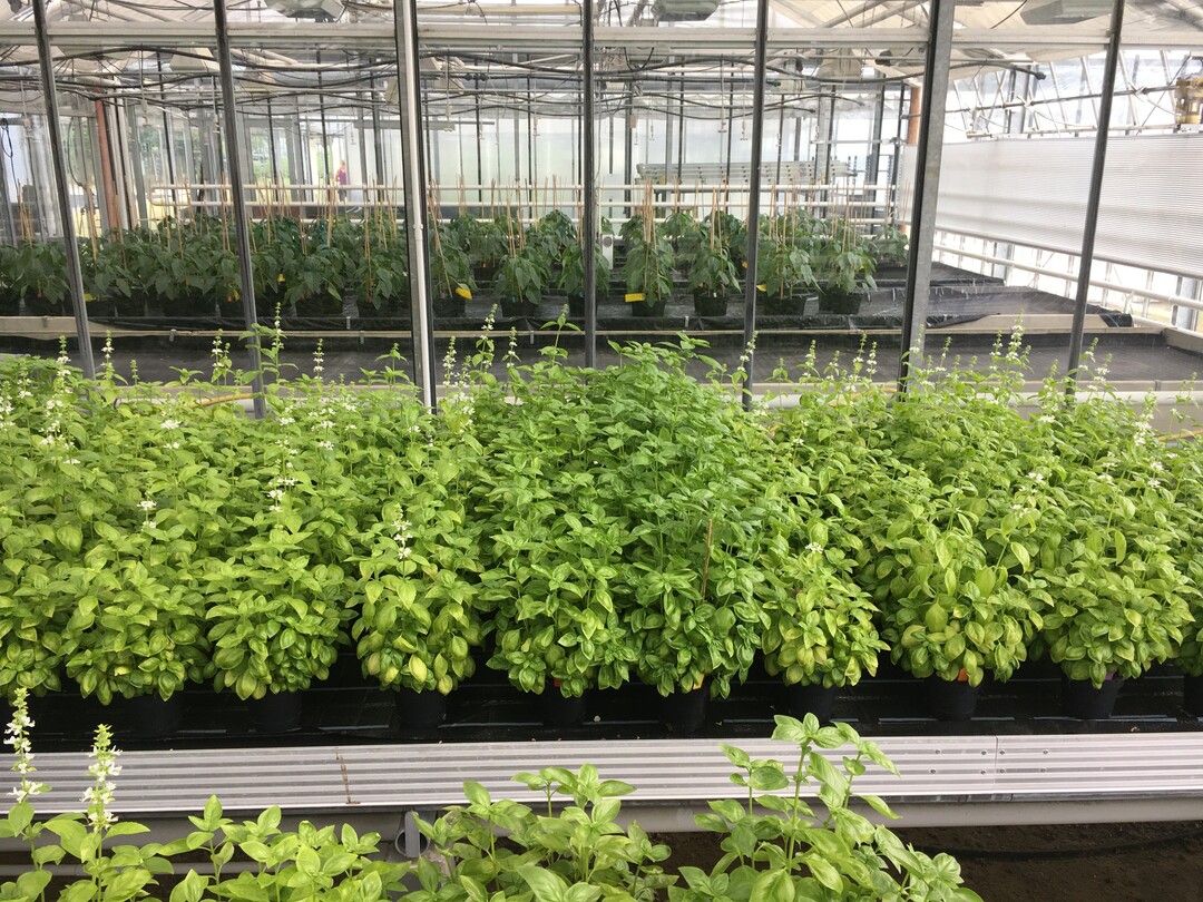 Auch Basilikum zeigte bei diesem Pflanzenversuch mit Biostimulanzien eine intensivere Blattfärbung.