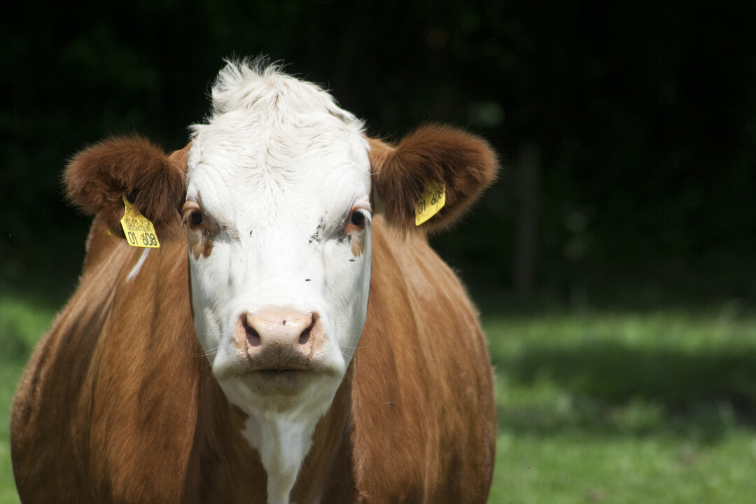 Milch und Fleisch soll laut Umweltbundesamt eine Strafsteuer bekommen
