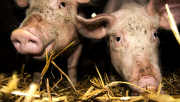 Schweine auf Stroh