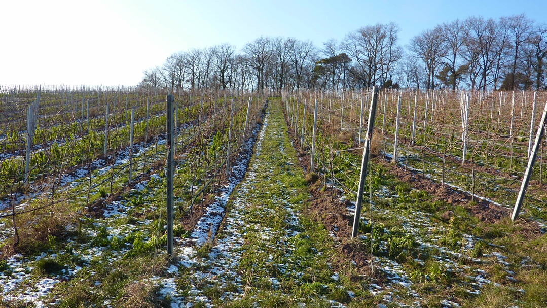Das Anhäufeln von Junganlagen ist nur bei normalen Pfropfreben sinnvoll.