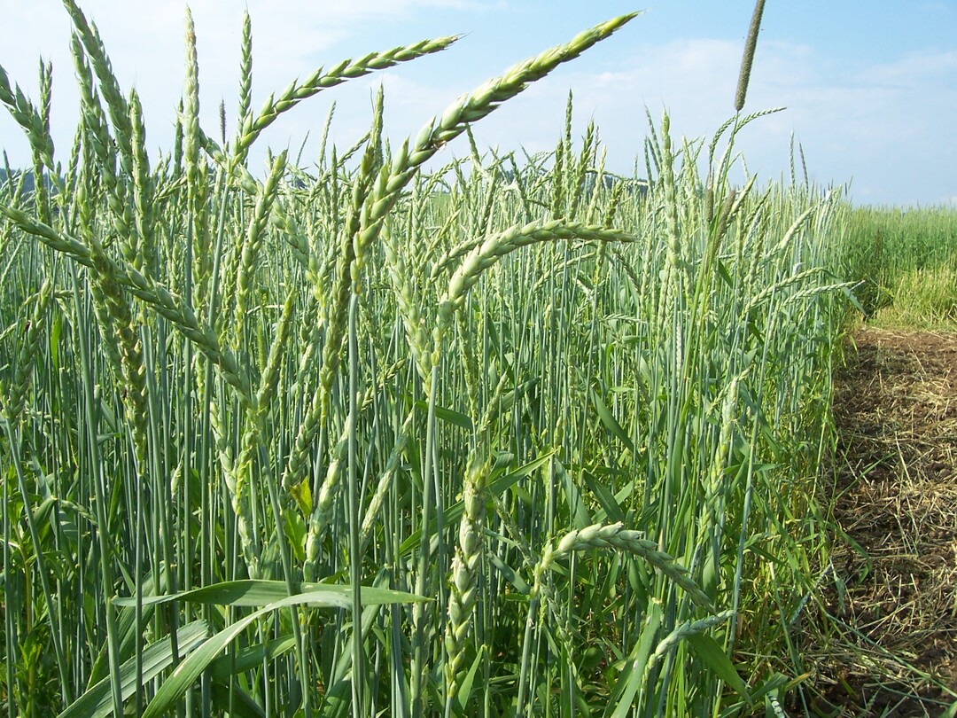 Ökodinkel im Landessortenversuch in Baden-Württemberg.