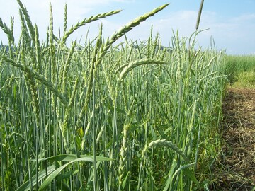 �kodinkel im Landessortenversuch in Baden-W�rttemberg.