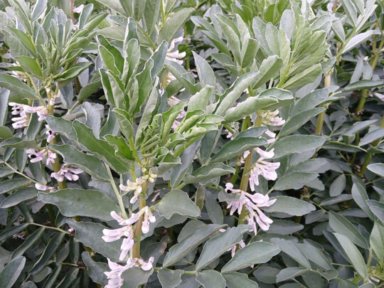 Erfreulich sind die diesj�hrigen Durchschnittsertr�ge mit 34 dt/ha bei Ackerbohnen.