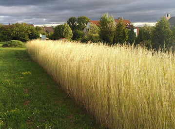Kernza-Parzelle an der Universität Hohenheim im zweiten Anbaujahr.