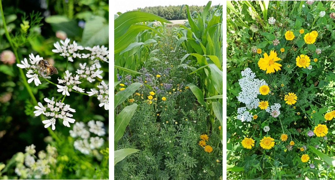 Impressionen aus dem Versuchsjahr 2024