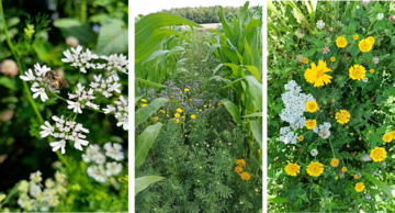 Impressionen aus dem Versuchsjahr 2024