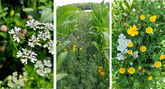 Impressionen aus dem Versuchsjahr 2024