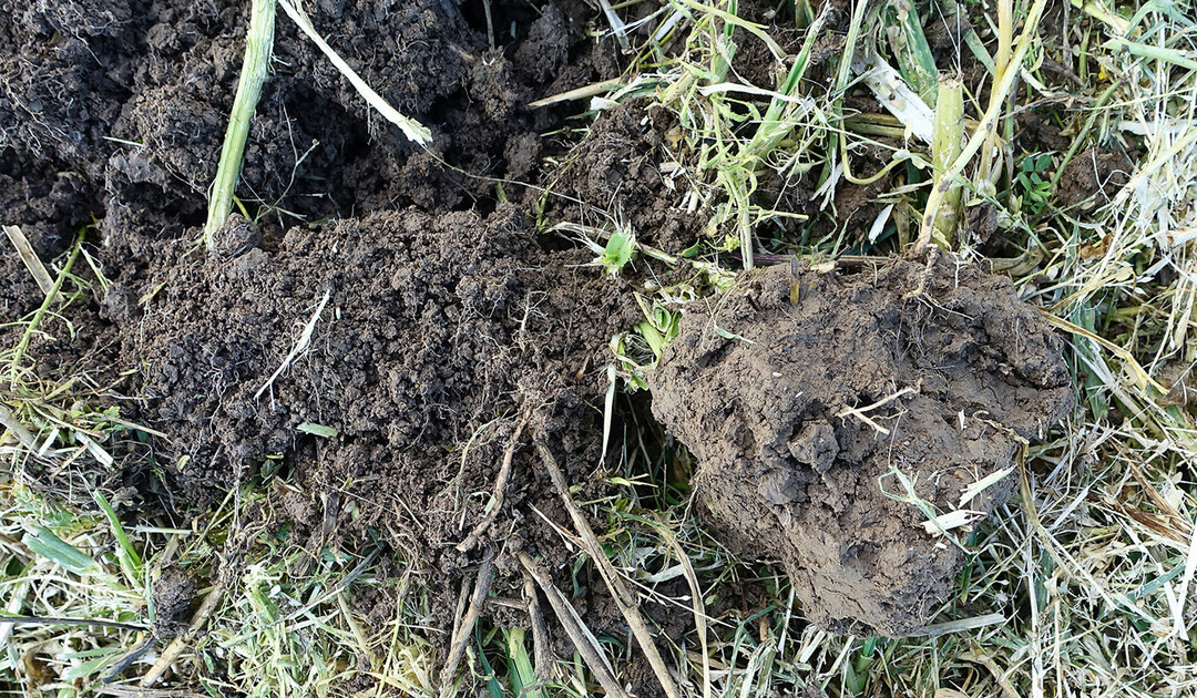 Wasserges�ttigte B�den in frostfreien Zeiten zu befahren (rechte Spatenprobe), verursacht erhebliche Sch�den an der Bodenstruktur.