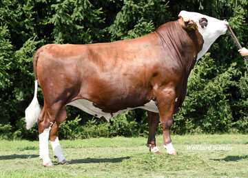 Auf diesem Bild ist der Spitzenreiter Pigdigach mit GZW 131 und MW 129 zu sehen.