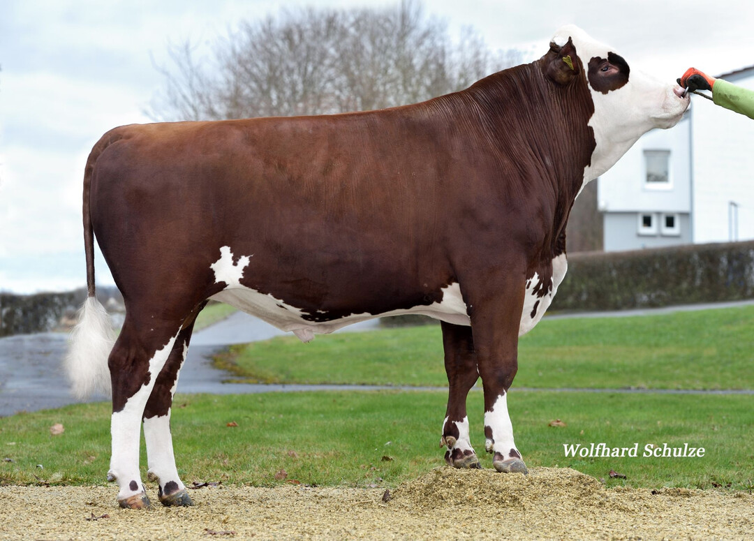 Zu sehen ist der Allrounder Isco.