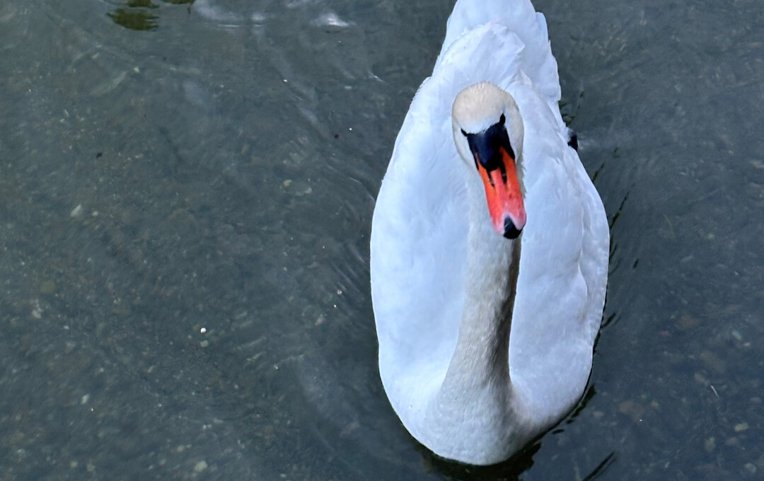 Ein Schwan im Wasser.