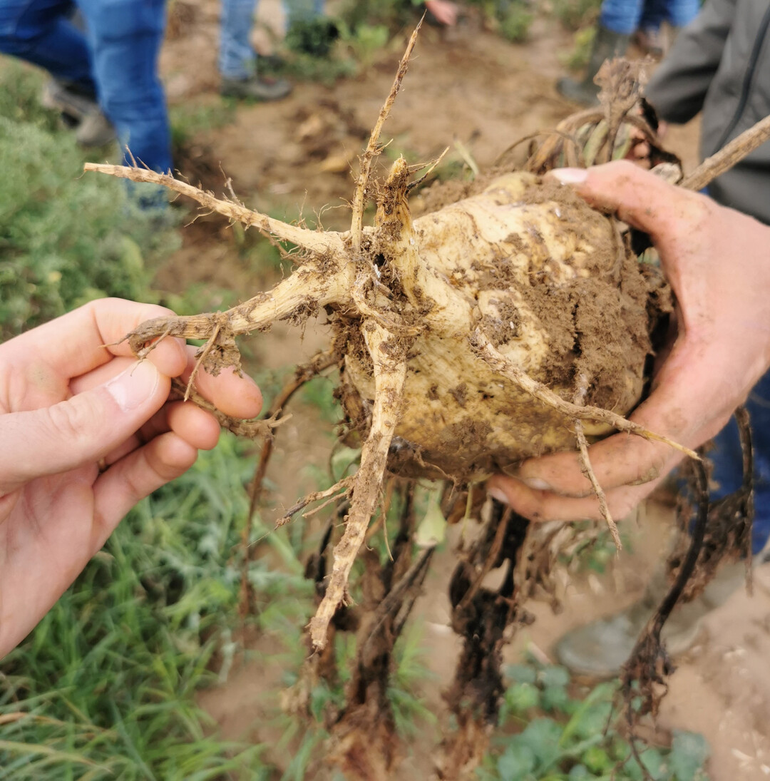 Die Gummir�benkrankheit sorgte auch 2024 f�r gummiartige R�benwurzeln und Ertragsverluste.