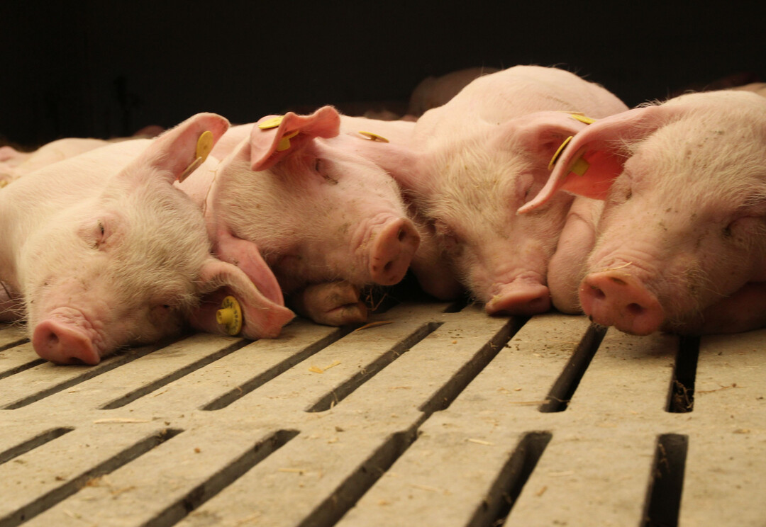 In Baden-Württembergs Schweineställen leben gerade weniger Ferkel als vor einem Jahr.