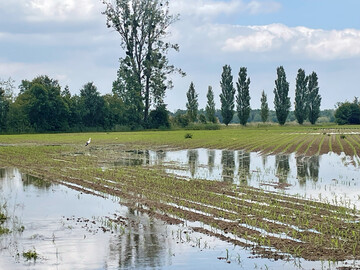 Anhaltende Niederschl�ge im Mai f�hrten teilweise zu Staun�sse und �berflutungen von Maisfl�chen.