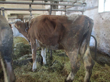 1 Folgenreiche Krankheit: Eine an Paratuberkulose erkrankte, stark abgemagerte Kuh.