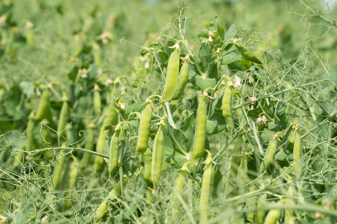 Futtererbsen sind ein gutes Eiwei�futter, zum Beispiel f�r Schweine.