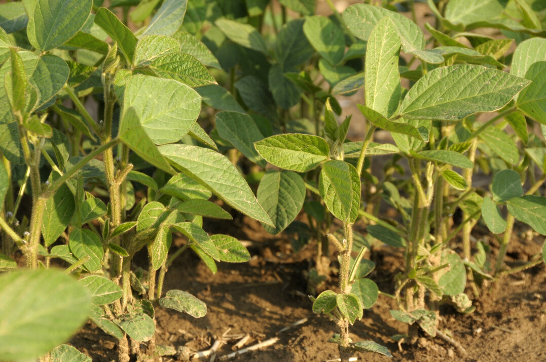 F�r den Sojaanbau gibt es viel mehr Potenzial in Deutschland. Aufgrund des Zuchtfortschrittes und Klimawandels sollen mittlerweile etwa 64 Prozent der Ackerfl�chen f�r den Anbau der Eiwei�pflanze geeignet sein.