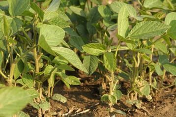 Für den Sojaanbau gibt es viel mehr Potenzial in Deutschland. Aufgrund des Zuchtfortschrittes und Klimawandels sollen mittlerweile etwa 64 Prozent der Ackerflächen für den Anbau der Eiweißpflanze geeignet sein.