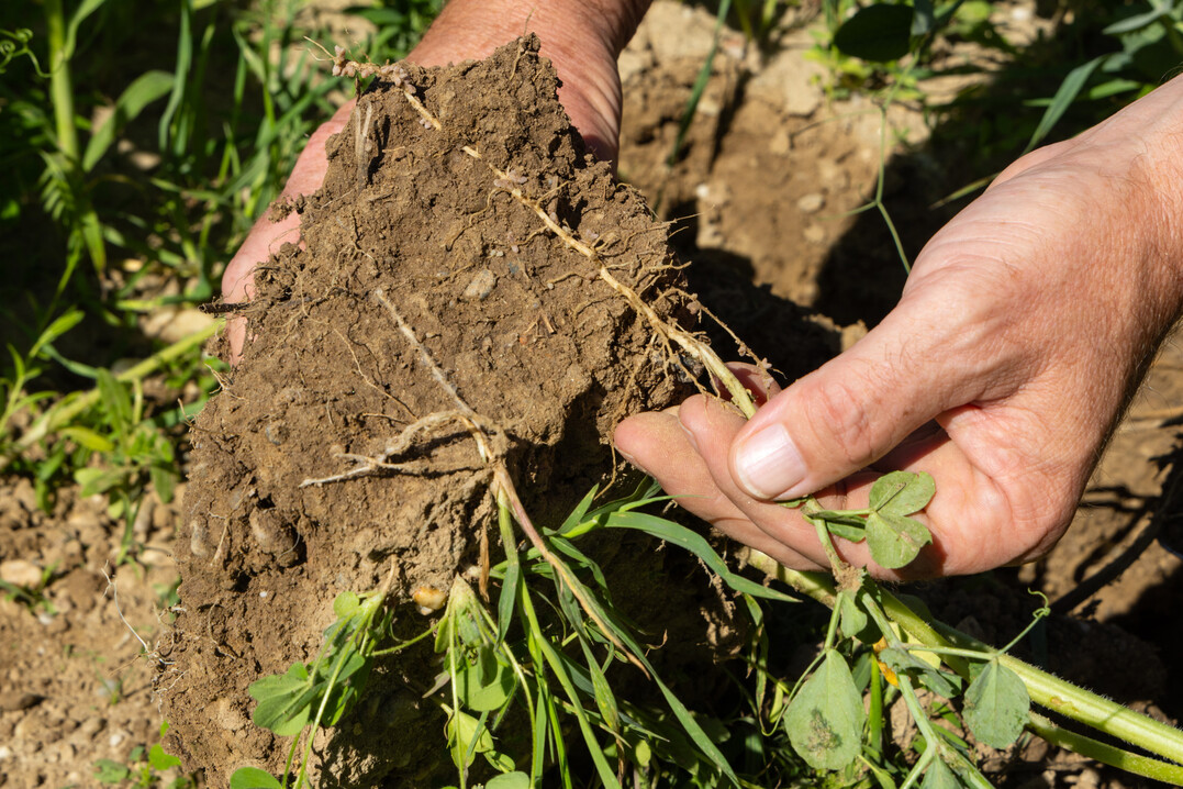 Leguminosen bilden Kn�llchenbakterien, die den Boden mit Stickstoff anreichern.