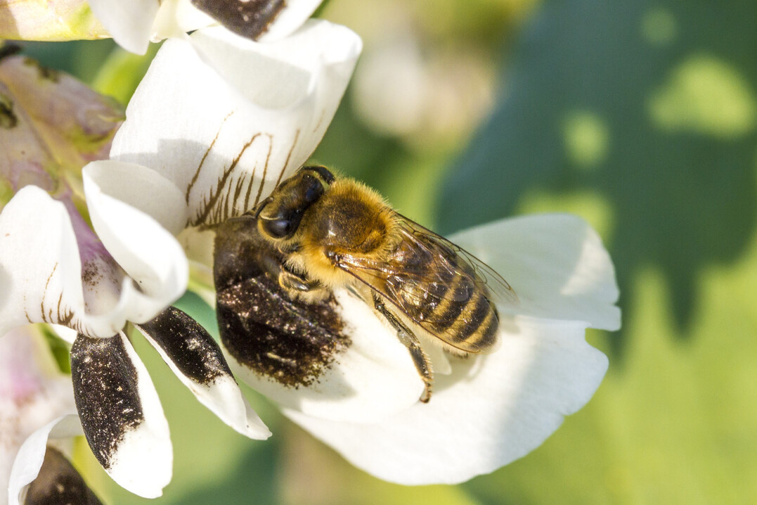 Biene auf einer Ackerbohnenbl�te. Leguminosen erh�hen auch die Artenvielfalt auf unseren �ckern.