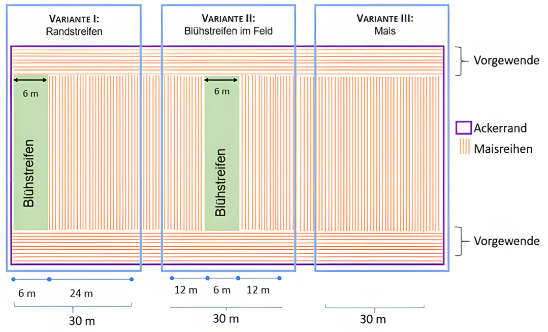 So sieht der Anbauplan des Projekts aus.