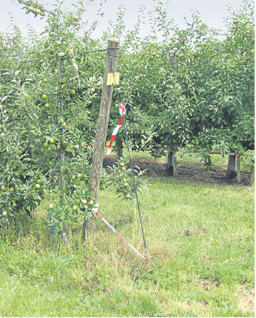 Unkrautwuchs im Baumstreifen bedeutet f�r die B�ume Konkurrenz um Wasser und N�hrstoffe. Vorne unbehandelte Reihe, hinten behandelt.