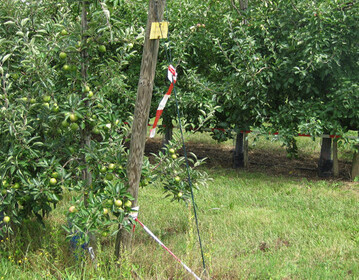 Unkrautwuchs im Baumstreifen bedeutet f�r die B�ume Konkurrenz um Wasser und N�hrstoffe. Vorne unbehandelte Reihe, hinten behandelt. 