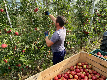 Das Gl�ck der T�chtigen: Die Obstbauern am Bodensee haben eine �berwiegend reichhaltige Apfelernte eingebracht. 