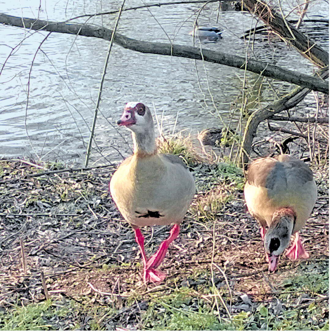 bild der woche Diese beiden Nilg�nse haben sich am Neckar in N�rtingen angesiedelt. Ihr deutscher und der wissenschaftliche Name Atopochen aegyptiacus verweisen auf ihre Heimat �gypten. Seit dem 18. Jahrhundert werden die braun-grau gescheckten Tiere auch in Europa als Zierv�gel gehalten. Charakteristisch an den hochbeinigen G�nsen sind der dunkle Augenfleck und der Brustfleck.