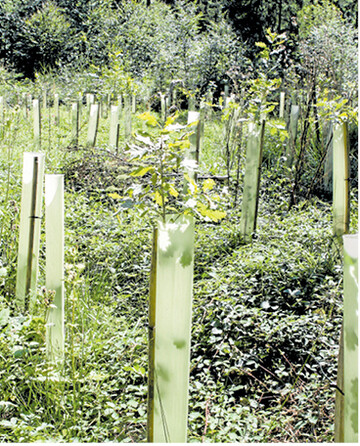 Mit Blick auf ein Erreichen der Verj�ngungsziele gibt bei Tanne und Eiche in bestimmten Regionen des Landes kaum Alternativen zum Einzelpflanzenschutz.