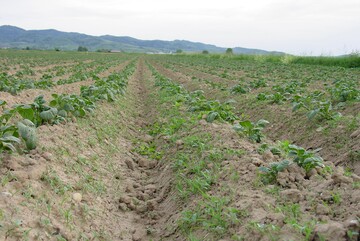 Kartoffeld�mme mit Unkrauf