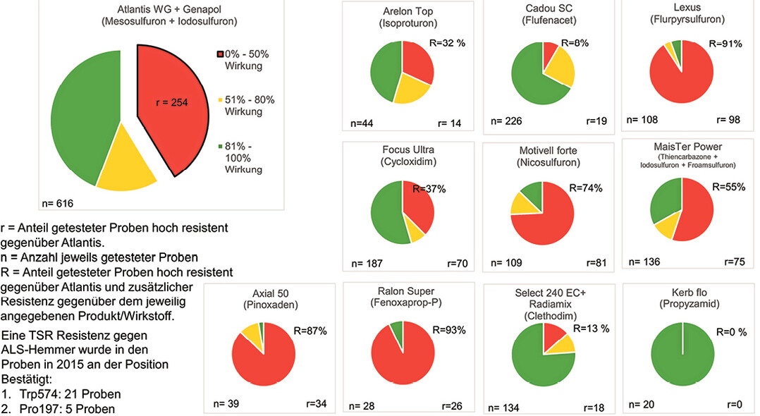 Multiple Resistenzen bei Ackerfuchsschwanzproben bis 2017