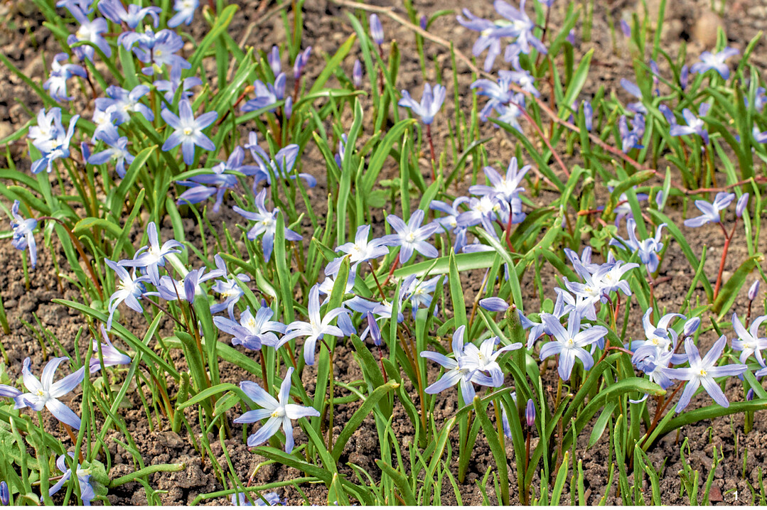 Schneeglanz liebt leichte, warme B�den.