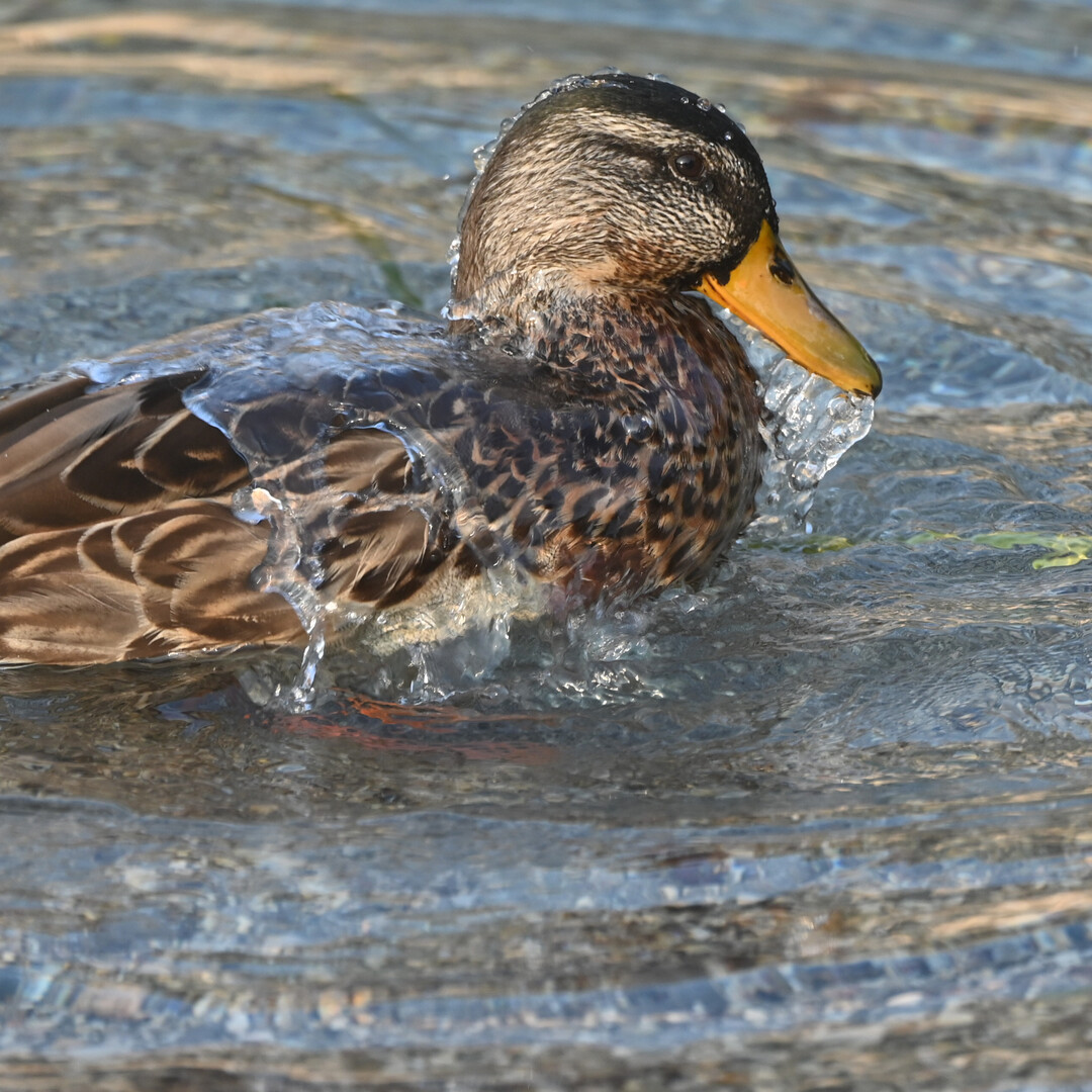 Zum Schutz vor der Vogelgrippe müssen Geflügelhalter in zwei Gemeinden im Landkreis Karlsruhe ihre Tiere nun aufstallen.
