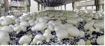 Blick in eine Champignonproduktionskiste.