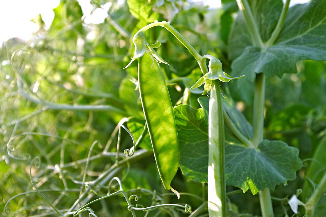 Versuche in Wintererbsen zeigen eine verbesserte Frohwüchsigkeit und Ertragsabsicherungen nach Schwefeldüngung.