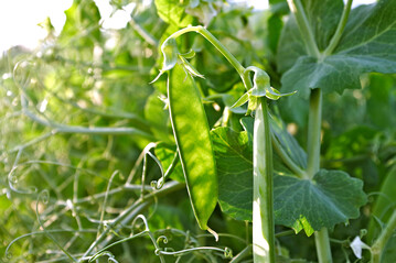 Versuche in Wintererbsen zeigen eine verbesserte Frohwüchsigkeit und Ertragsabsicherungen nach Schwefeldüngung.
