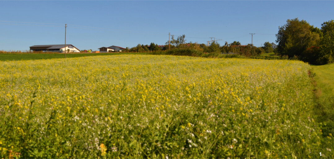 Verbesserung der Biodiversit�t im Rahmen des Gemeinsamen Antrags. Herbstbegr�nung als �kologische Vorrangfl�che (�FV) mit einer Senf-�lrettich-Mischung.