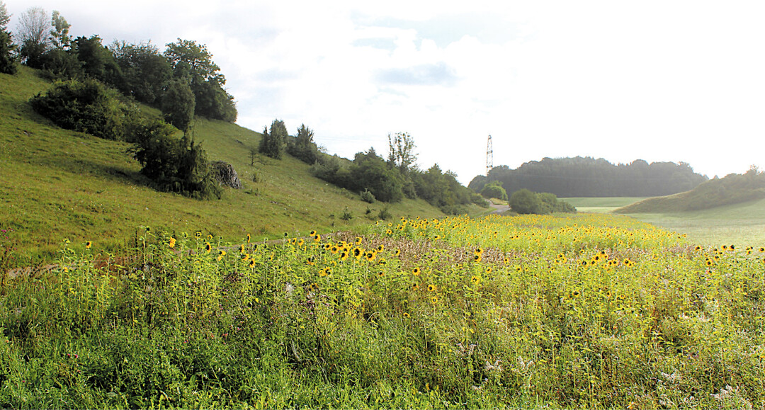 Ein Gebiet mit erheblichen naturbedingten Nachteilen auf der Schw�bischen Alb. Das Bild zeigt ein Feld mit Bl�hmischung vor Wacholderheiden im Kreis Reutlingen.