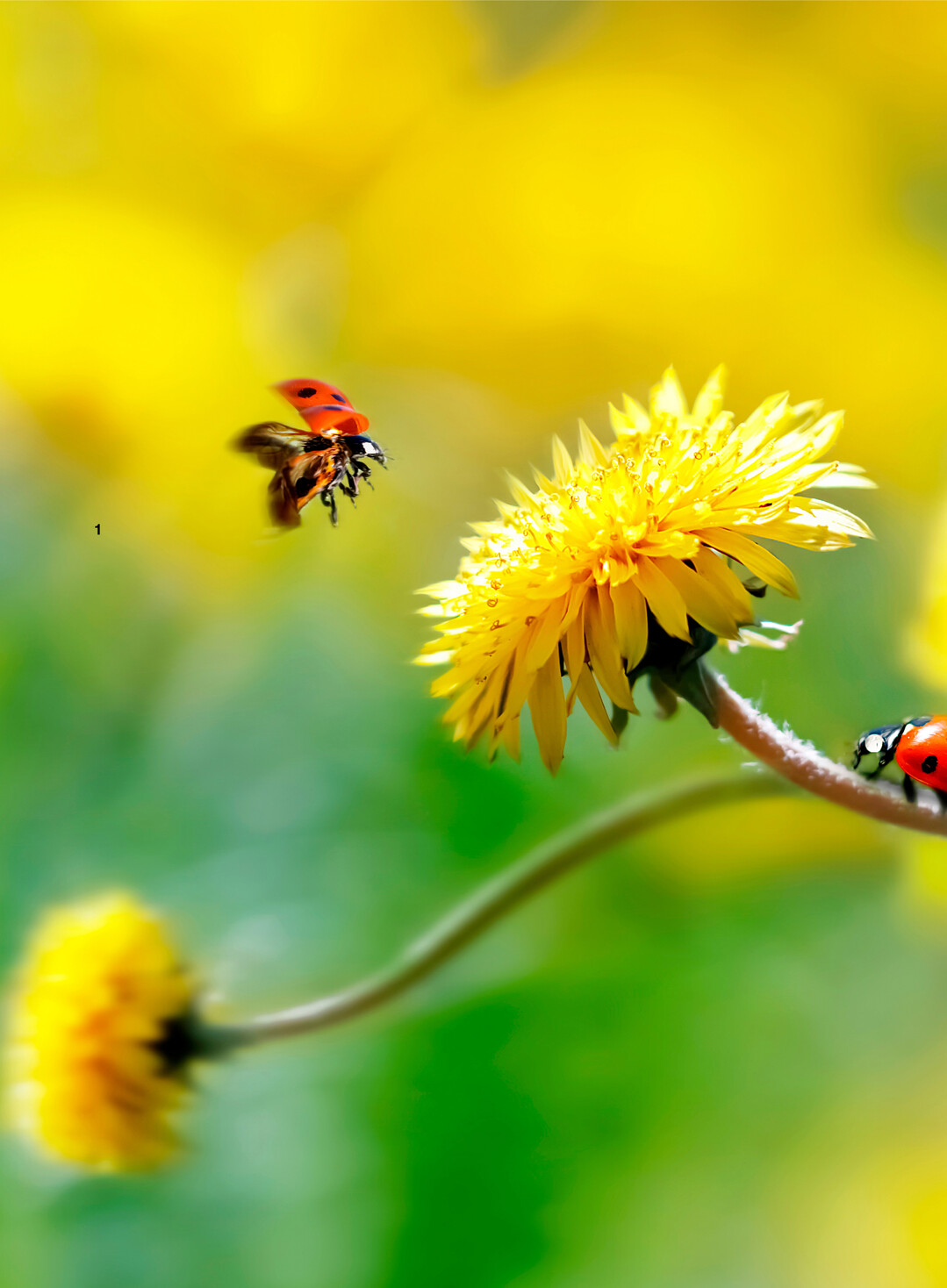 Insekten fliegen auf L�wenzahn.