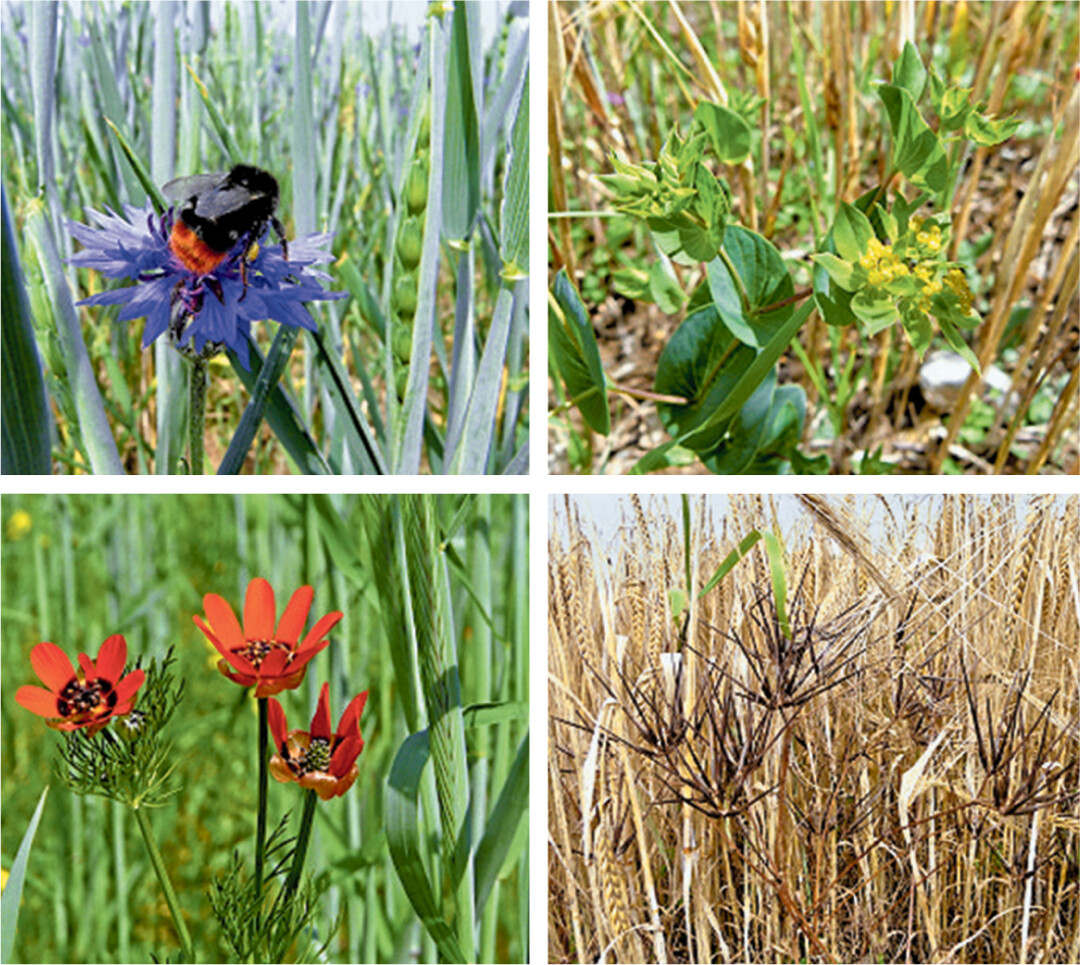 Wie man solche Kostbarkeiten des Getreideackers bewahrt, steht in der neuen Brosch�re des RP Stuttgart beschrieben.