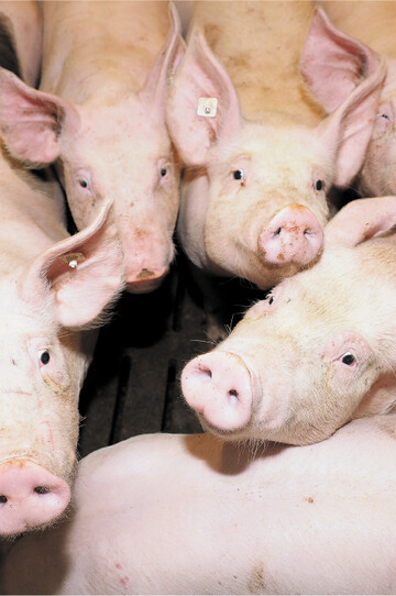 Der Verzehr von Schweinefleisch nimmt in Deutschland seit Jahren ab. Gegenw�rtig sind aber die Schlachtschweine so knapp, dass die Erzeugerpreise steigen.