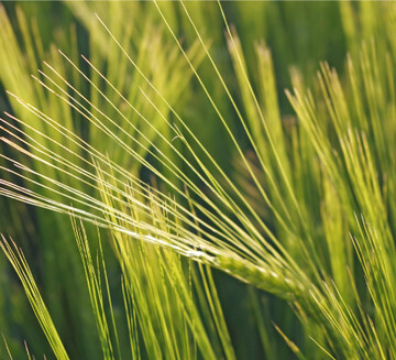 Bei Sommerungen wurde ein Nitratgehalt von 28 kg N je ha gemessen